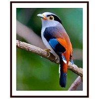 Colorful Bird Design Photo Frame